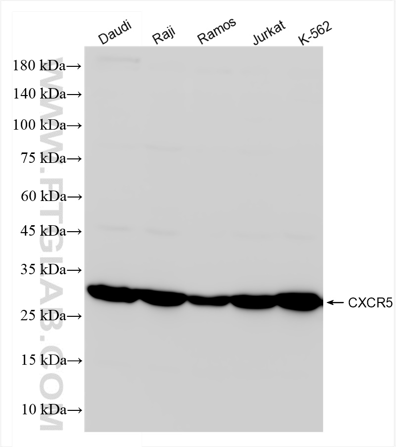 Western Blot (WB) analysis of various lysates using CXCR5 Recombinant antibody (84639-2-RR)