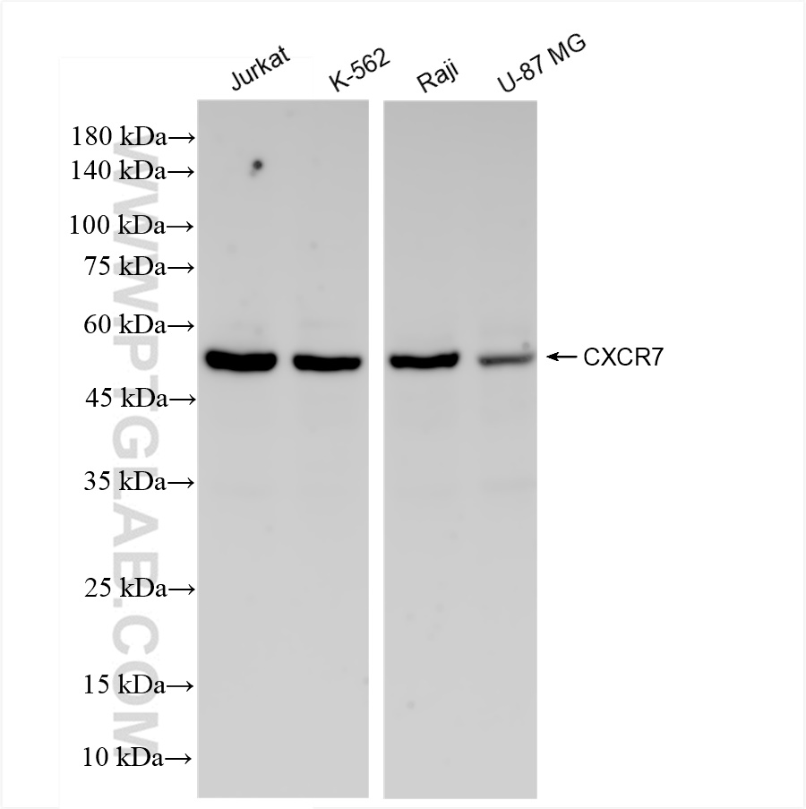 Western Blot (WB) analysis of various lysates using CXCR7 Recombinant antibody (83927-1-RR)