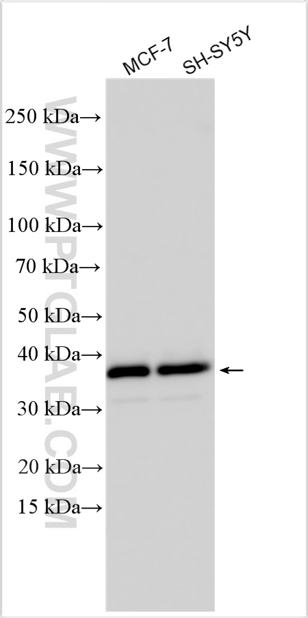 Western Blot (WB) analysis of various lysates using CXXC5 Polyclonal antibody (16513-1-AP)