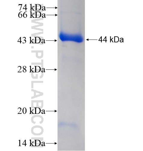 CXorf22 fusion protein Ag15327 SDS-PAGE