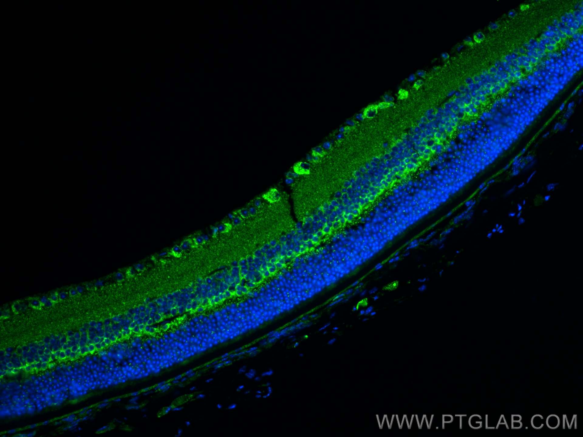 Immunofluorescence (IF) / fluorescent staining of mouse eye tissue using Cytochrome c Polyclonal antibody (10993-1-AP)