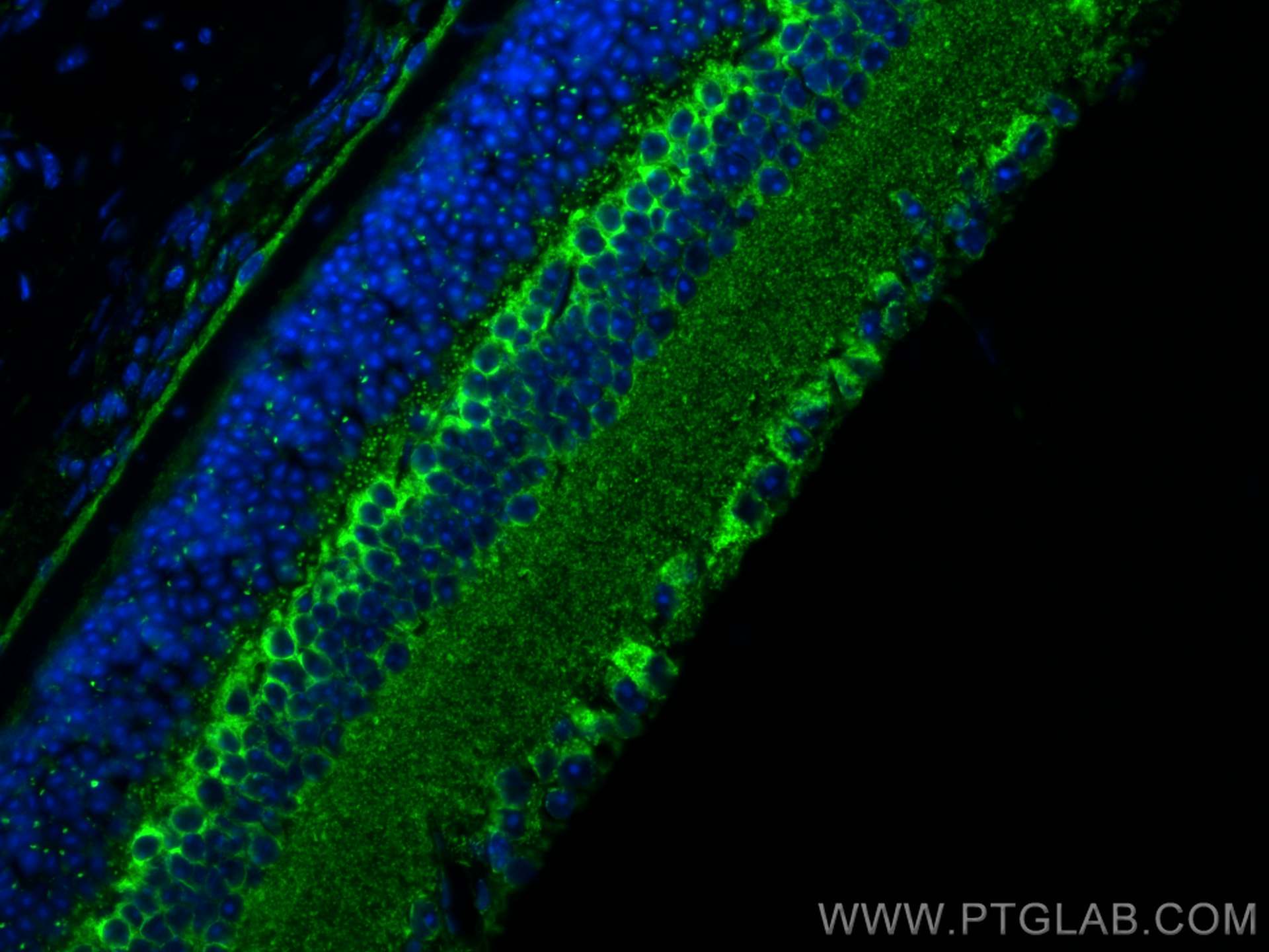 Immunofluorescence (IF) / fluorescent staining of mouse eye tissue using Cytochrome c Polyclonal antibody (10993-1-AP)