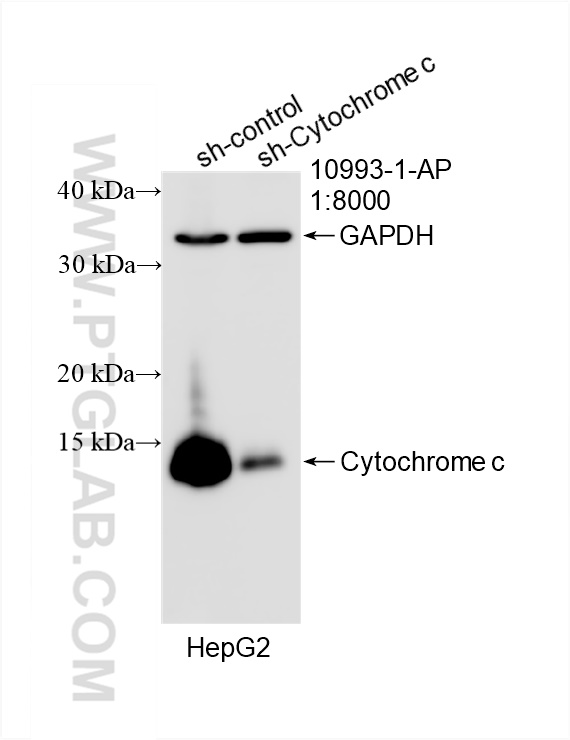 Western Blot (WB) analysis of HepG2 cells using Cytochrome c Polyclonal antibody (10993-1-AP)