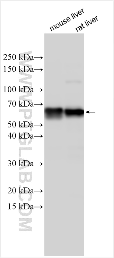 Western Blot (WB) analysis of various lysates using CYP1A1 Polyclonal antibody (13241-1-AP)