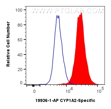 Flow cytometry (FC) experiment of HepG2 cells using CYP1A2-Specific Polyclonal antibody (19936-1-AP)