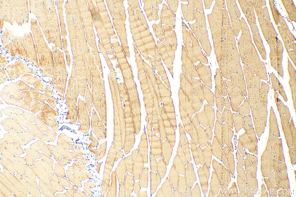 Immunohistochemistry (IHC) staining of mouse skeletal muscle tissue using CYP26A1 Polyclonal antibody (28081-1-AP)