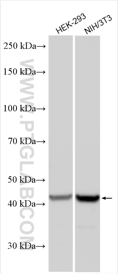 Western Blot (WB) analysis of various lysates using CYP2W1 Polyclonal antibody (12904-1-AP)