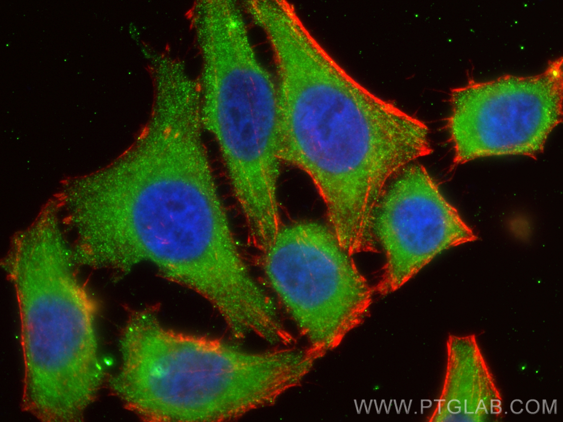 Immunofluorescence (IF) / fluorescent staining of HepG2 cells using CYP2W1 Monoclonal antibody (67419-1-Ig)