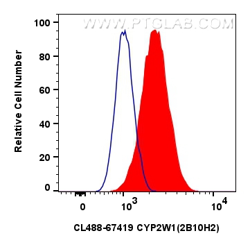 Flow cytometry (FC) experiment of HUVEC cells using CoraLite® Plus 488-conjugated CYP2W1 Monoclonal an (CL488-67419)