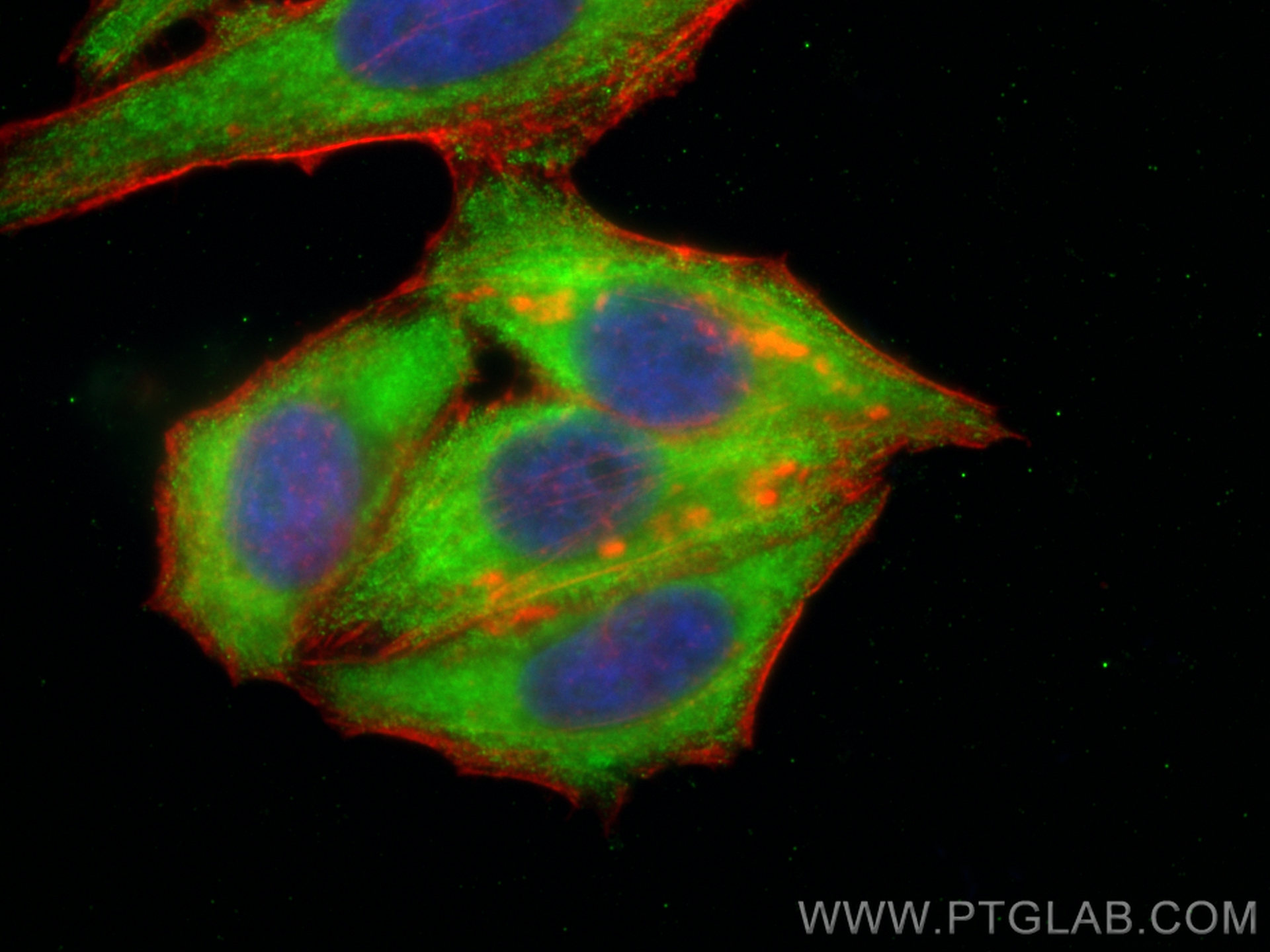 Immunofluorescence (IF) / fluorescent staining of HepG2 cells using CoraLite® Plus 488-conjugated CYP2W1 Monoclonal an (CL488-67419)