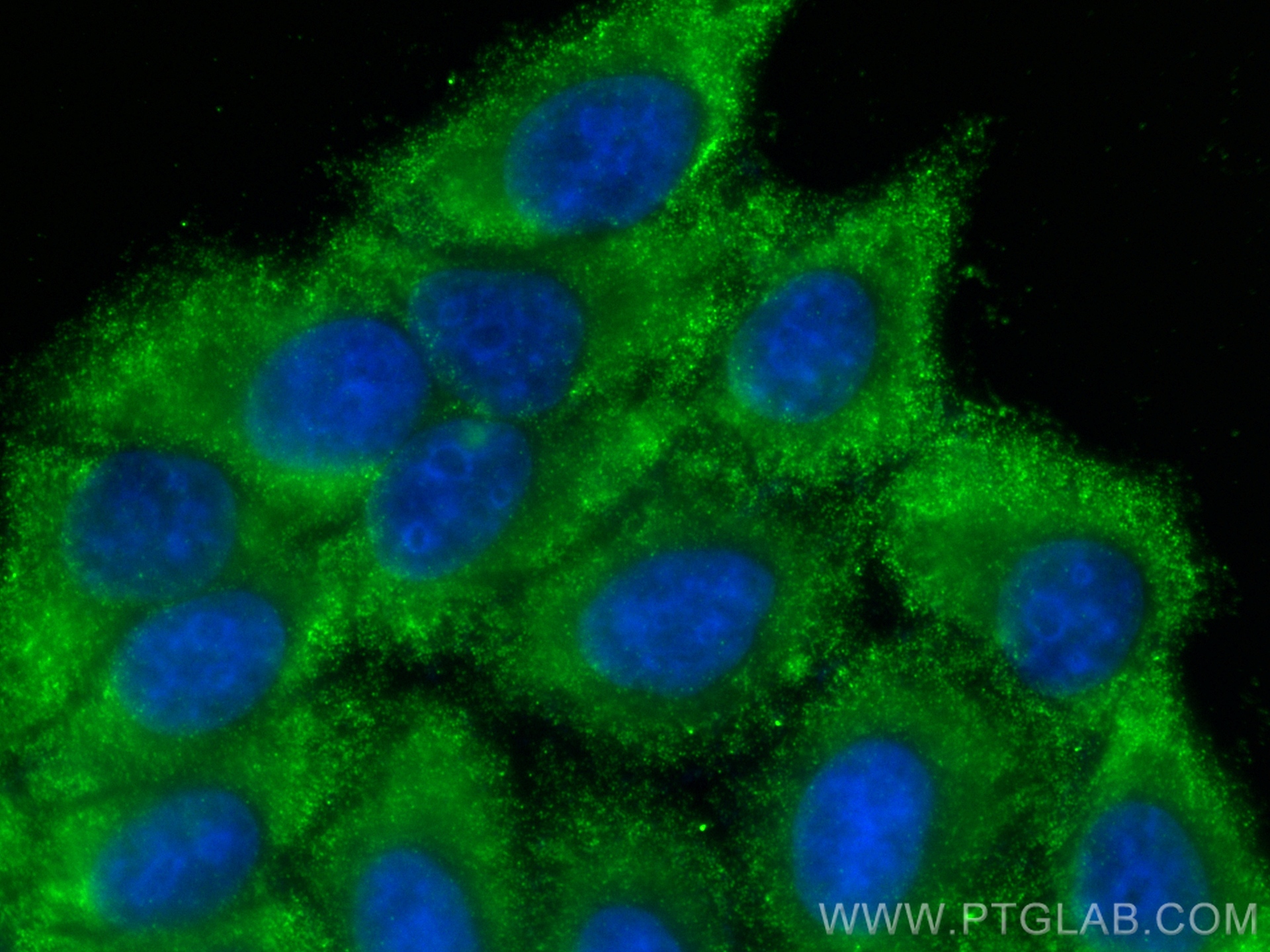 Immunofluorescence (IF) / fluorescent staining of HepG2 cells using CYP3A4 Monoclonal antibody (67110-1-Ig)