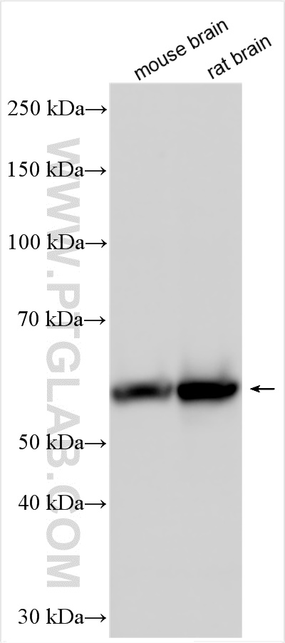 Western Blot (WB) analysis of various lysates using CYP46A1 Polyclonal antibody (12486-1-AP)