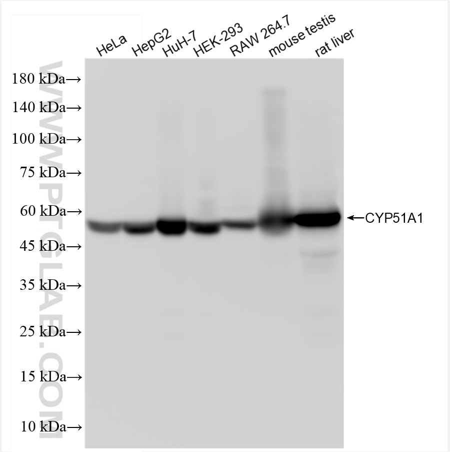 Western Blot (WB) analysis of various lysates using CYP51A1 Recombinant antibody (84705-4-RR)