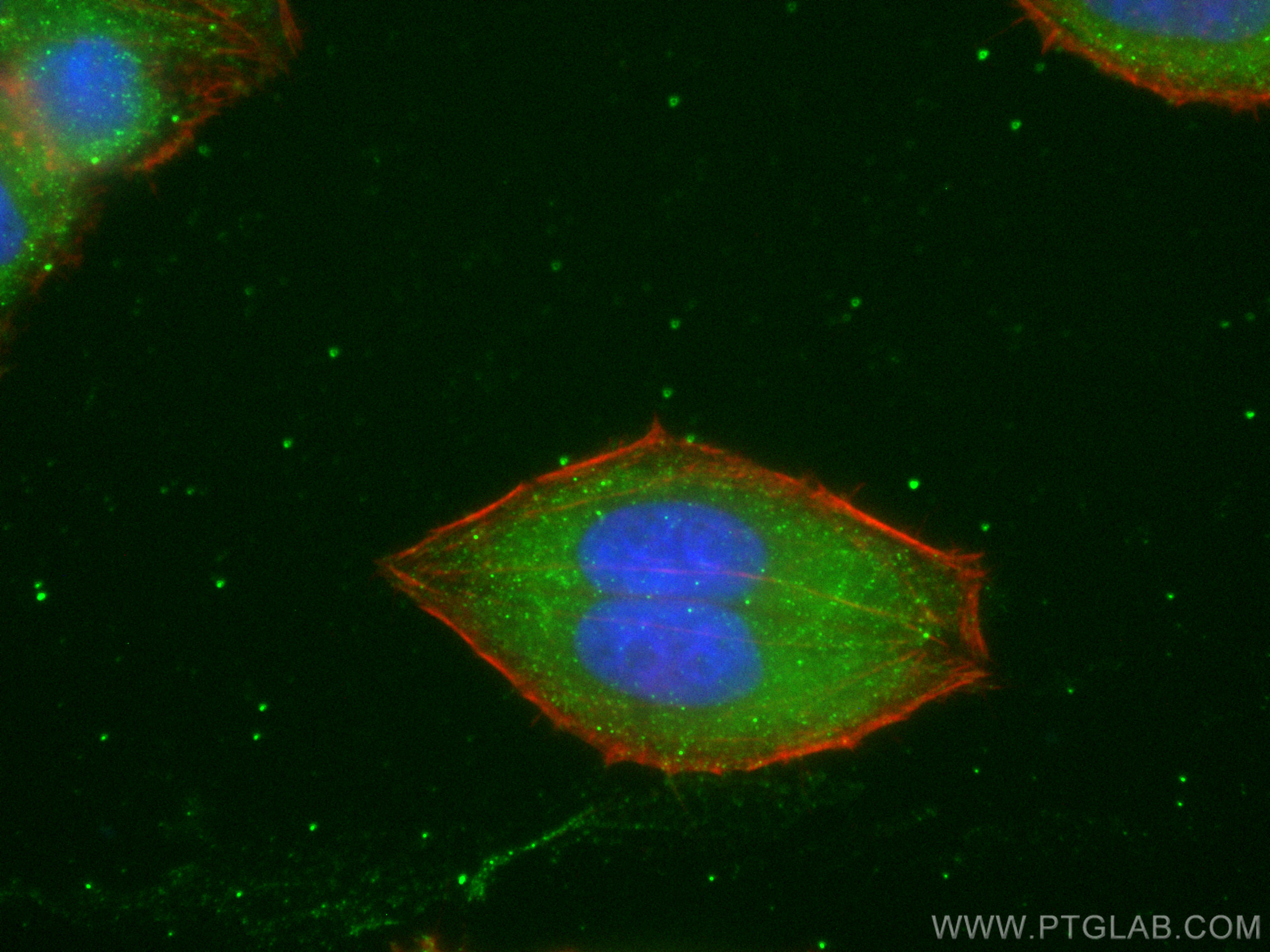 Immunofluorescence (IF) / fluorescent staining of HepG2 cells using CYP7B1 Recombinant antibody (82927-2-RR)