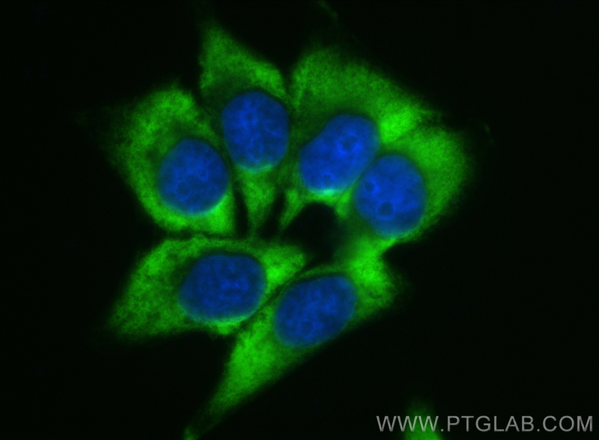 Immunofluorescence (IF) / fluorescent staining of HepG2 cells using CoraLite® Plus 488-conjugated CYP7B1 Recombinant a (CL488-82927)