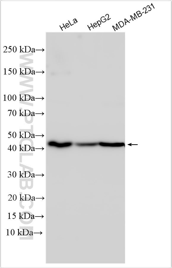 Western Blot (WB) analysis of various lysates using CYTB Polyclonal antibody (55090-1-AP)