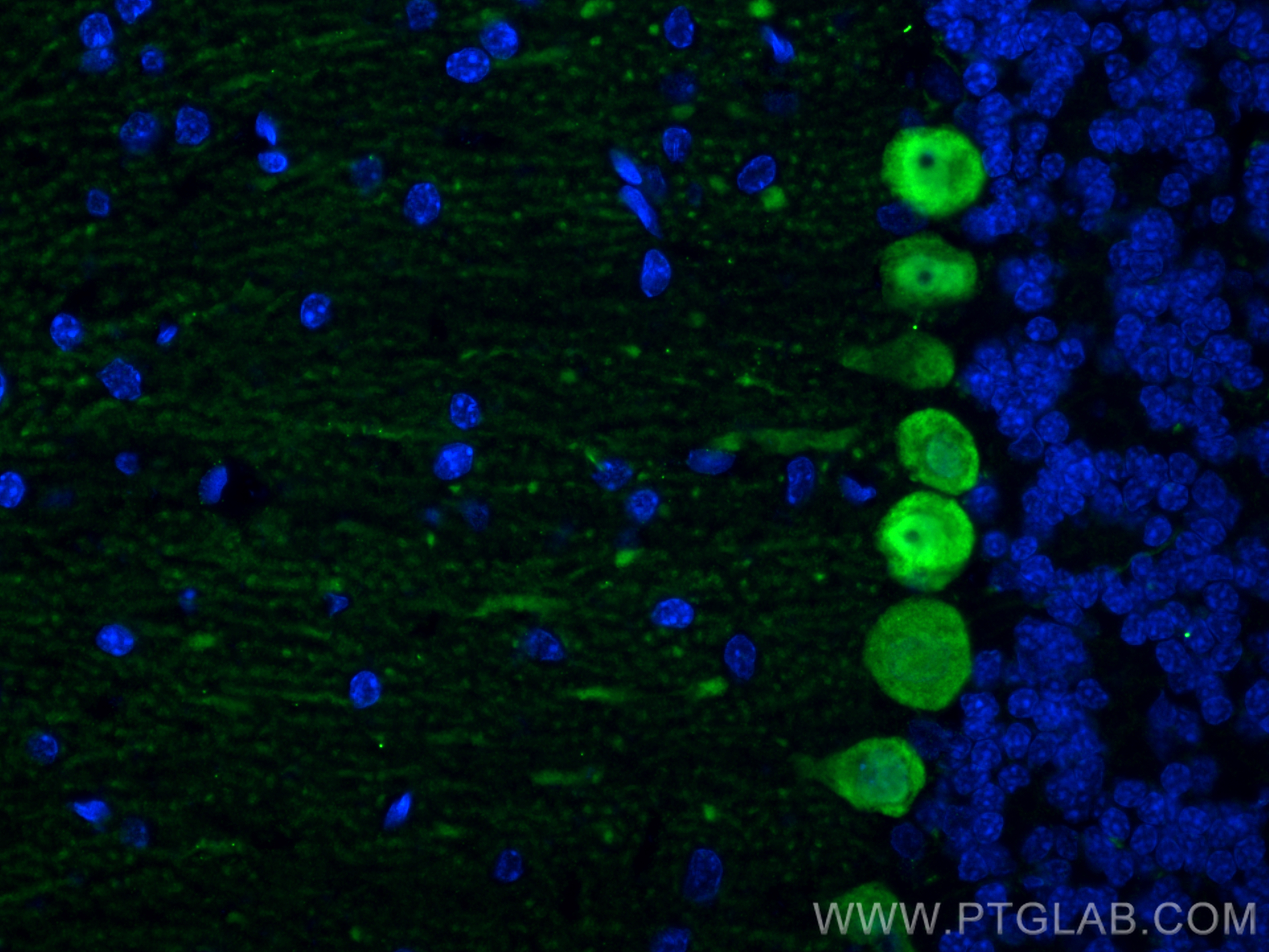 Immunofluorescence (IF) / fluorescent staining of rat cerebellum tissue using Calbindin-D28k Monoclonal antibody (66394-1-Ig)