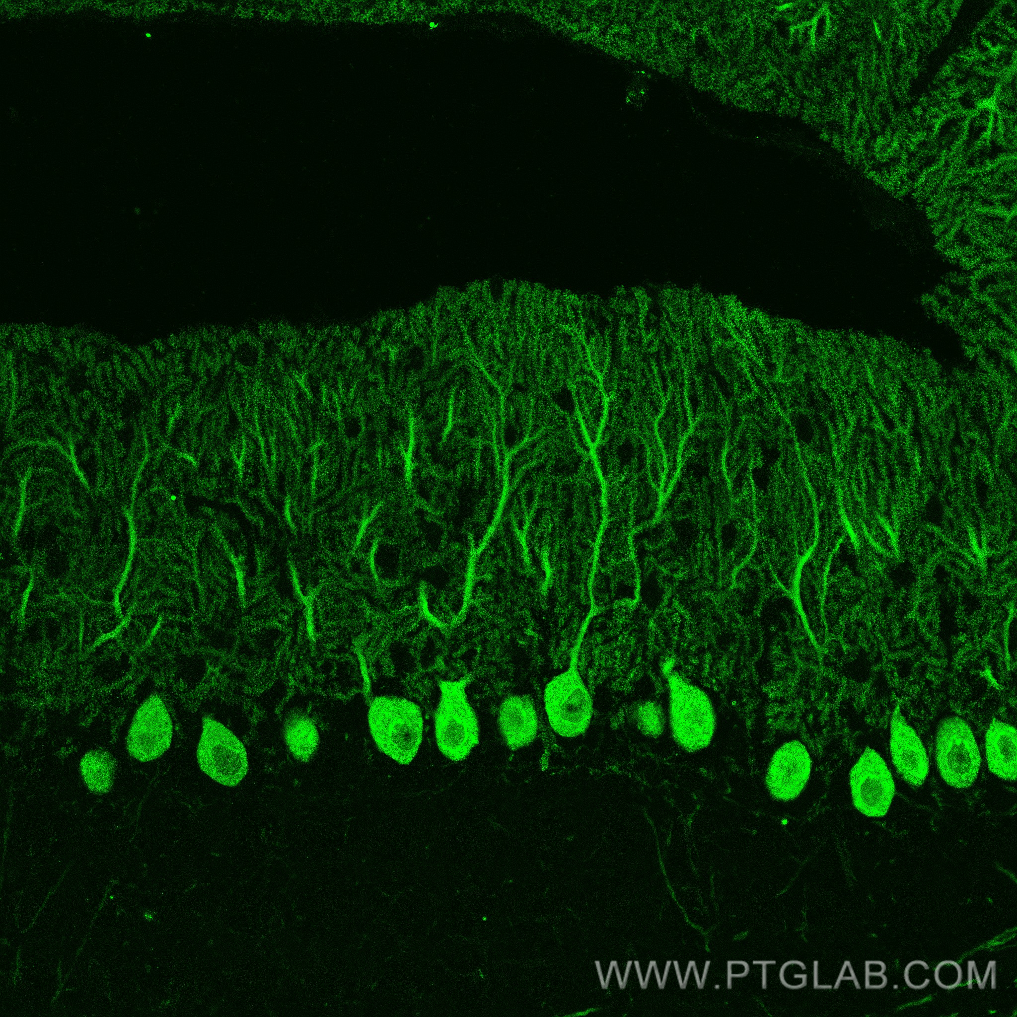 Immunofluorescence (IF) / fluorescent staining of mouse cerebellum tissue using Calbindin-D28k Monoclonal antibody (66394-1-Ig)