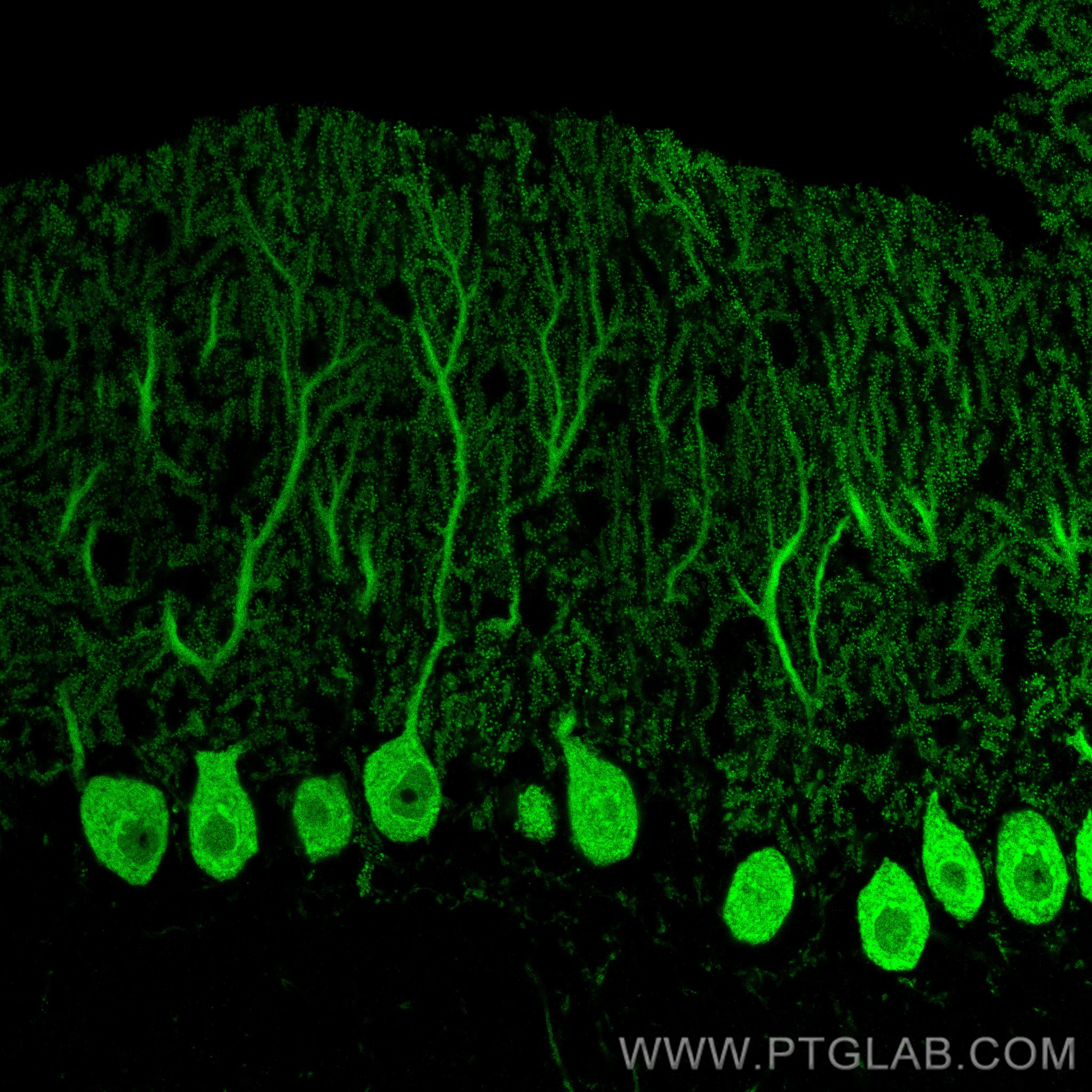 Immunofluorescence (IF) / fluorescent staining of mouse cerebellum tissue using Calbindin-D28k Monoclonal antibody (66394-1-Ig)