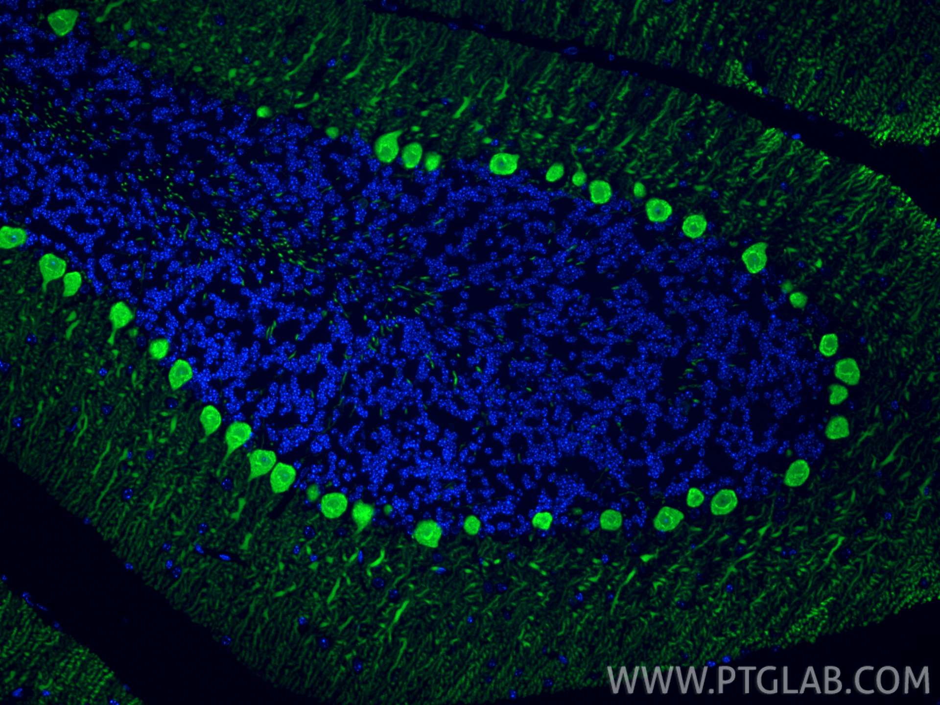 Immunofluorescence (IF) / fluorescent staining of mouse cerebellum tissue using CoraLite® Plus 488-conjugated Calbindin-D28k Polyc (CL488-14479)