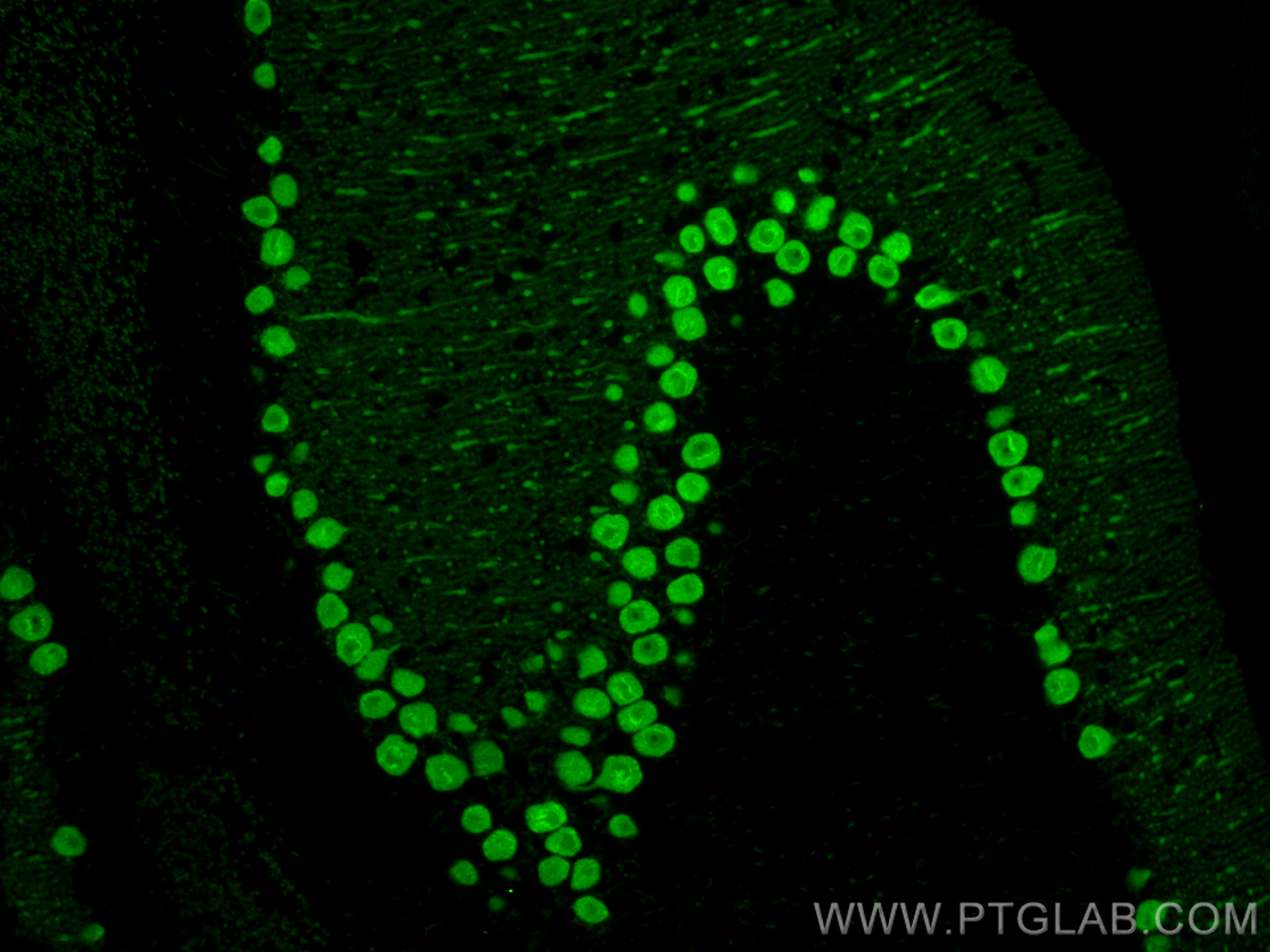 Immunofluorescence (IF) / fluorescent staining of mouse cerebellum tissue using CoraLite® Plus 488-conjugated Calbindin-D28k Monoc (CL488-66394)