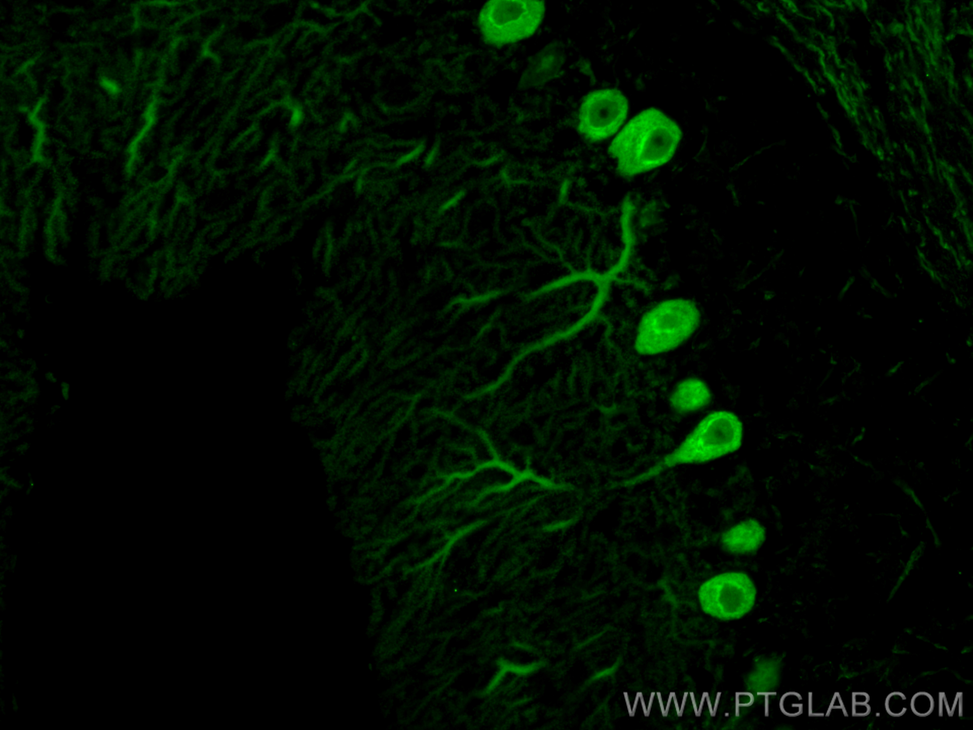 Immunofluorescence (IF) / fluorescent staining of mouse cerebellum tissue using CoraLite® Plus 488-conjugated Calbindin-D28k Monoc (CL488-66394)