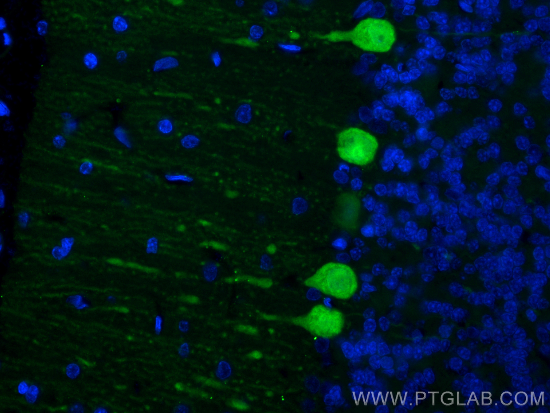 Immunofluorescence (IF) / fluorescent staining of rat cerebellum tissue using CoraLite® Plus 488-conjugated Calbindin-D28k Monoc (CL488-66394)