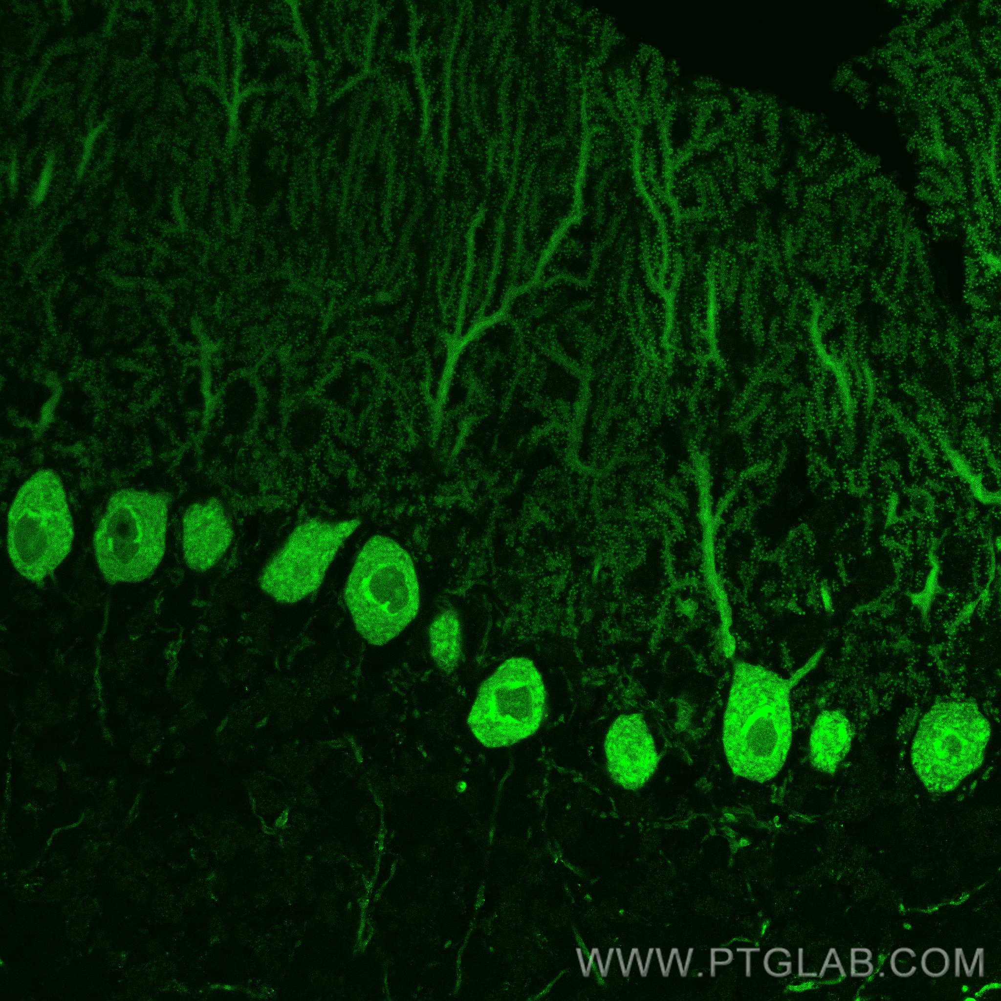 Immunofluorescence (IF) / fluorescent staining of mouse cerebellum tissue using CoraLite® Plus 488-conjugated Calbindin-D28k Monoc (CL488-66394)