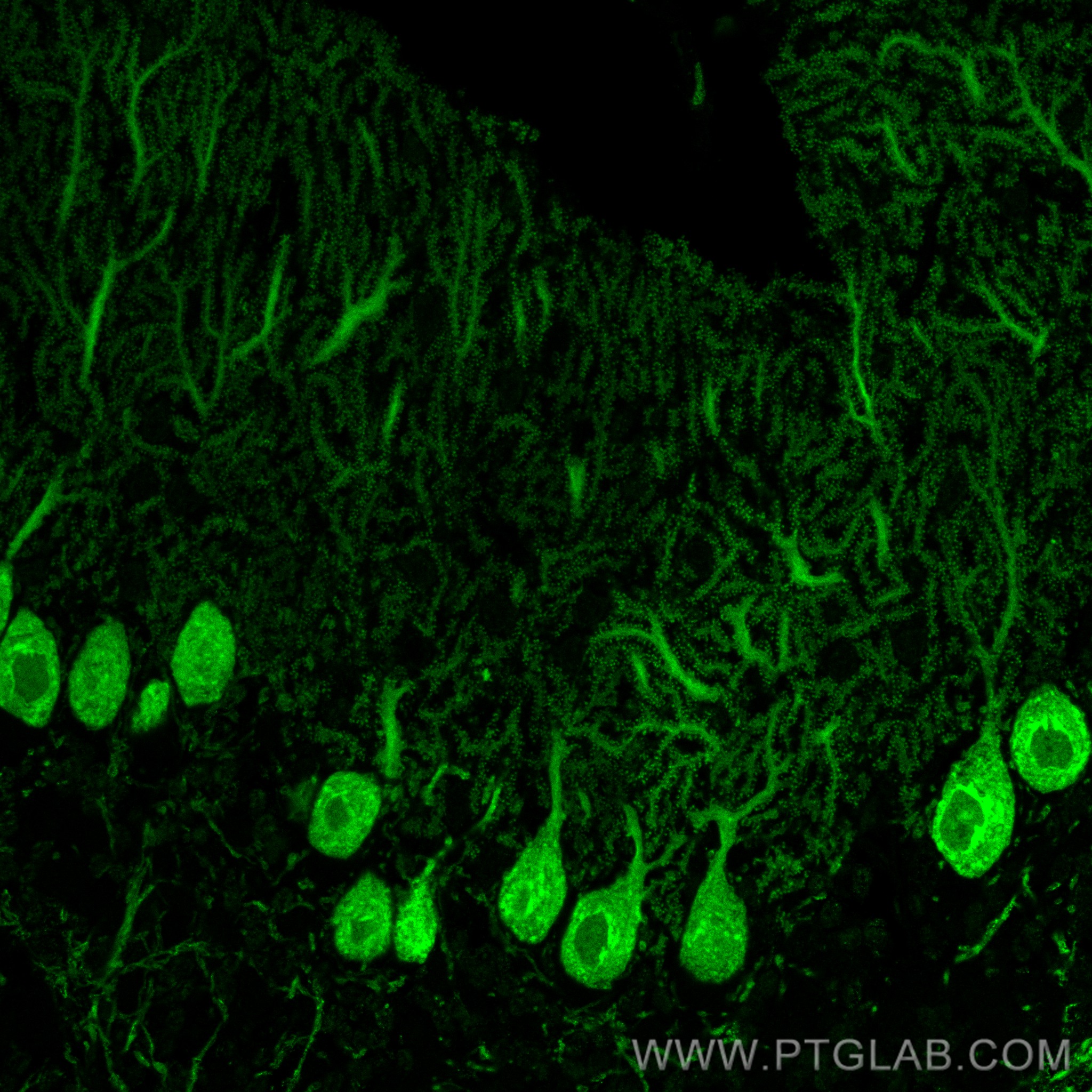 Immunofluorescence (IF) / fluorescent staining of mouse cerebellum tissue using CoraLite® Plus 488-conjugated Calbindin-D28k Monoc (CL488-66394)