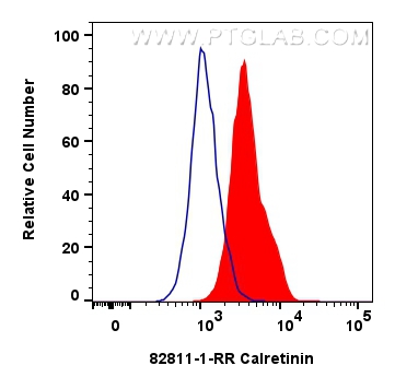 Flow cytometry (FC) experiment of SH-SY5Y cells using Calretinin Recombinant antibody (82811-1-RR)