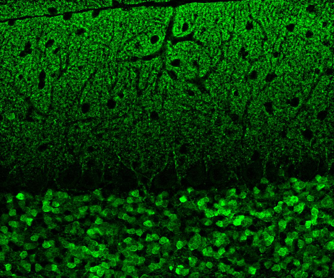 Immunofluorescence (IF) / fluorescent staining of adult mouse cerebellum tissue using Calretinin Recombinant antibody (82811-1-RR)