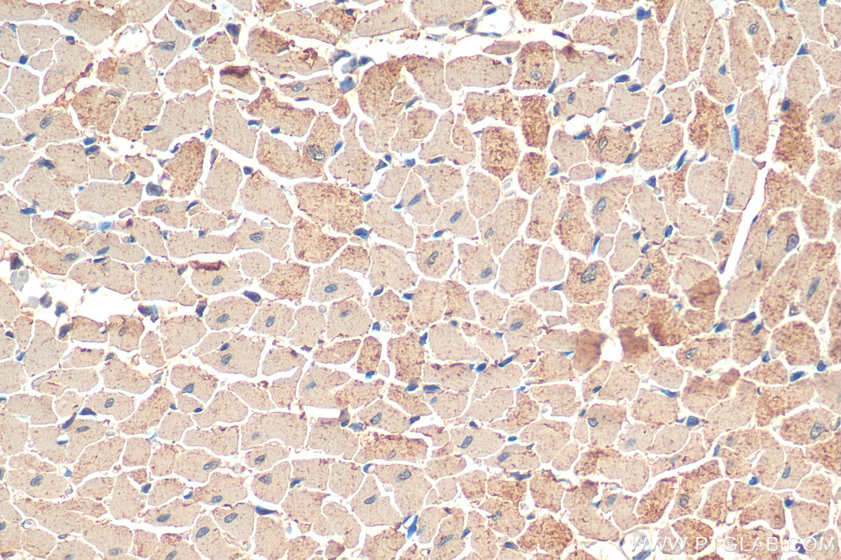 Immunohistochemistry (IHC) staining of rat heart tissue using Cardiac Troponin T Monoclonal antibody (68300-1-Ig)