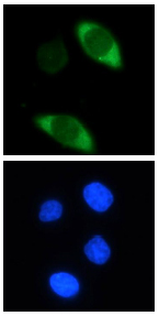 Cas9 antibody (mAb) tested by Immunoflourescence. HeLa cells were transiently transfected with FLAG-Tagged Cas9 for 48 hours and then stained. Top: Cas9 antibody (mAb) at a 0.5 ug/ml dilution. Bottom: Stained with Hoechst.