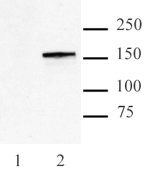 Cas9 antibody (mAb) tested by Western blot. 100 ng of Recombinant Cas9 Protein probed with Cas9 antibody (mAb) at a 0.5 ug/ml dilution.