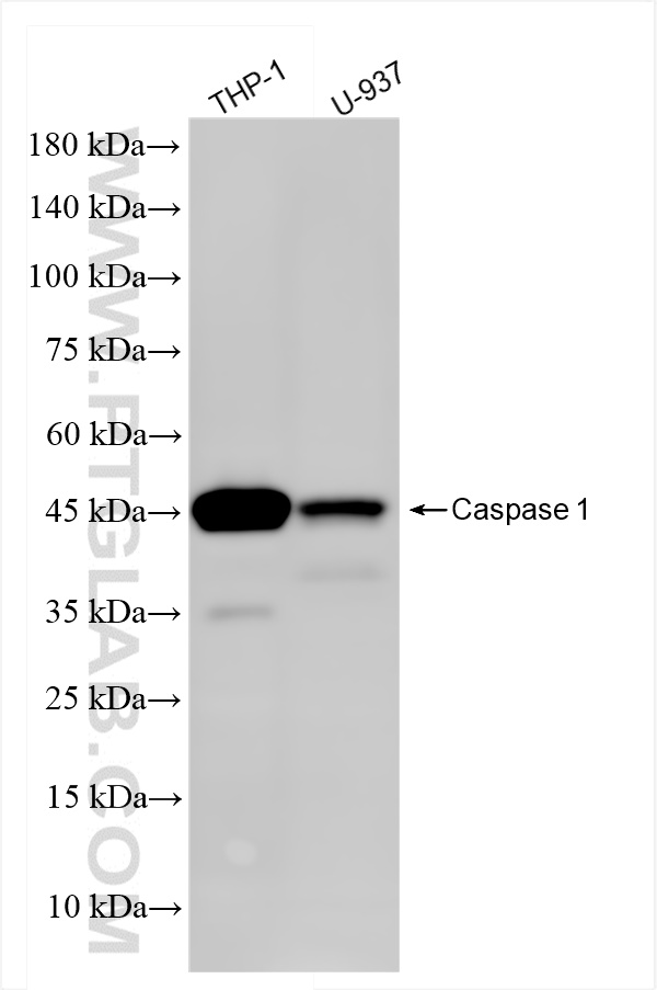 Caspase 1