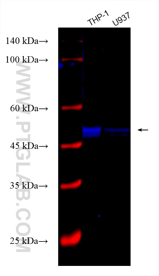 Caspase 1 antibody (CL750-81482) | Proteintech