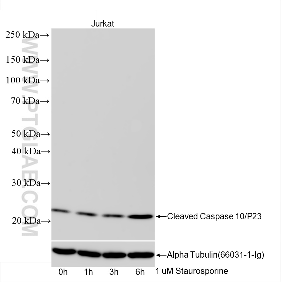 Western Blot (WB) analysis of Jurkat cells using Cleaved Caspase 10/P23 Recombinant antibody (85104-3-RR)