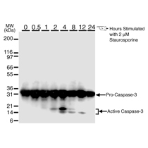 Caspase-3 mAb tested by Western blot. Western blot analysis for detection of Caspase-3 activation. HeLa cells were treated with 2 uM staurosporine for different time periods and then probed using Caspase-3 mAb. Caspase-3 activation is determined by cleavage of pro-Caspase-3, which generates 17 and 12 kDa proteins, the larger and smaller catalytic subunit, respectively.