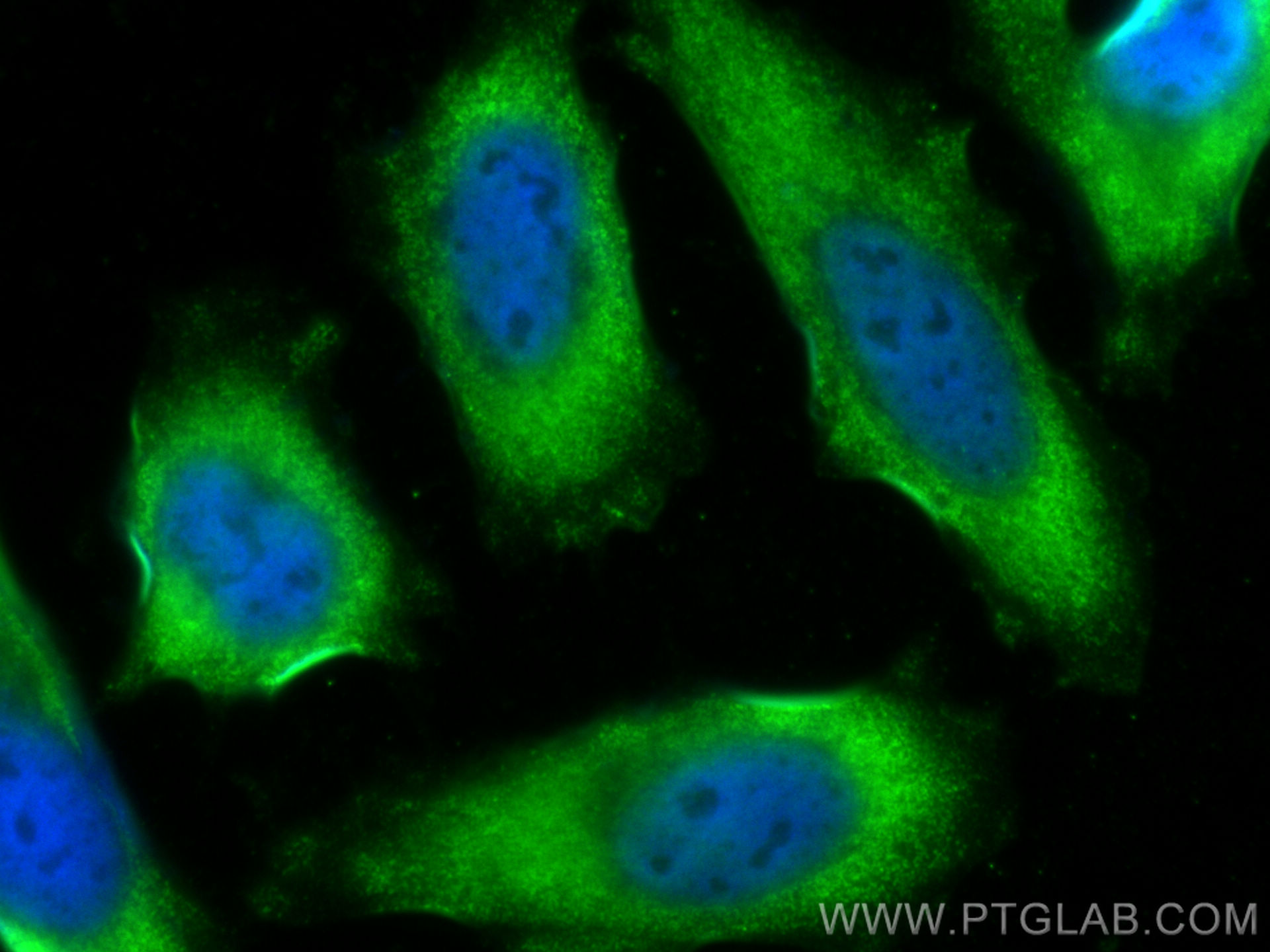 Immunofluorescence (IF) / fluorescent staining of HeLa cells using CoraLite® Plus 488-conjugated Caspase 3/p17/p19 Po (CL488-19677)