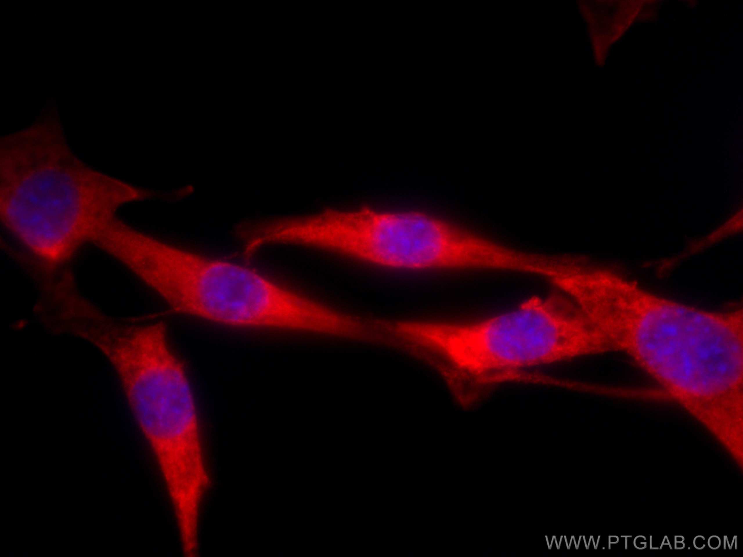 Immunofluorescence (IF) / fluorescent staining of NIH/3T3 cells using CoraLite®594-conjugated Caspase 3/p17/p19 Polyclon (CL594-19677)