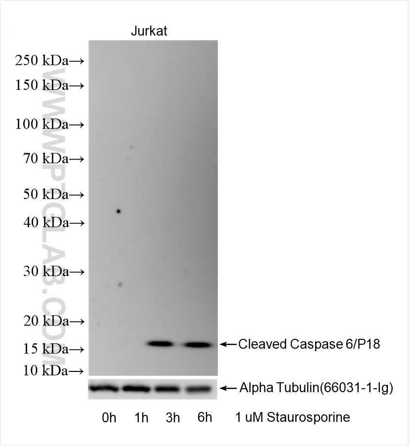 Western Blot (WB) analysis of various lysates using Cleaved Caspase 6/P18 Recombinant antibody (85337-1-RR)