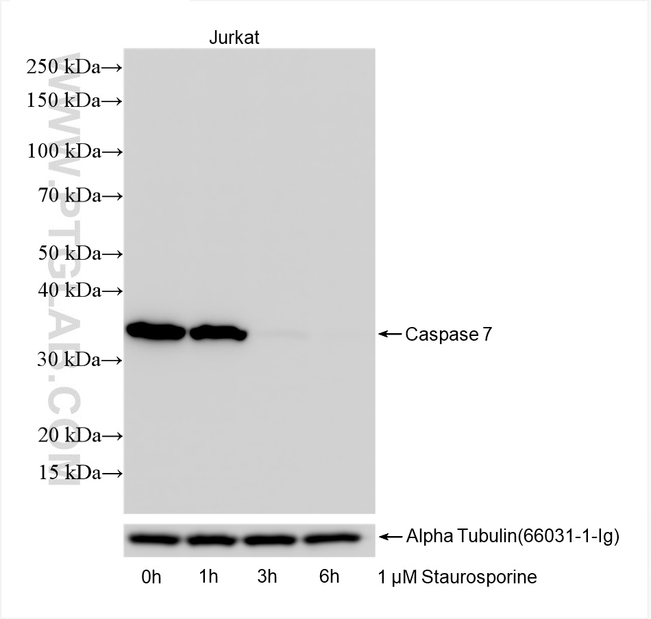 Western Blot (WB) analysis of various lysates using Caspase 7 Recombinant antibody (85323-1-RR)