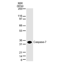Caspase-7 mAb tested by Western blot. Caspase-7 detection by Western blot. The analysis was performed using Jurkat nuclear extracts and Caspase-7 mAb at dilutions of 2 ug/ml (lane 1) and 0.5 ug/ml (lane 2). This antibody only detects the 35 kDa caspase-7 corresponding to pro-caspase-7 in non-apoptotic Jurkat cells.