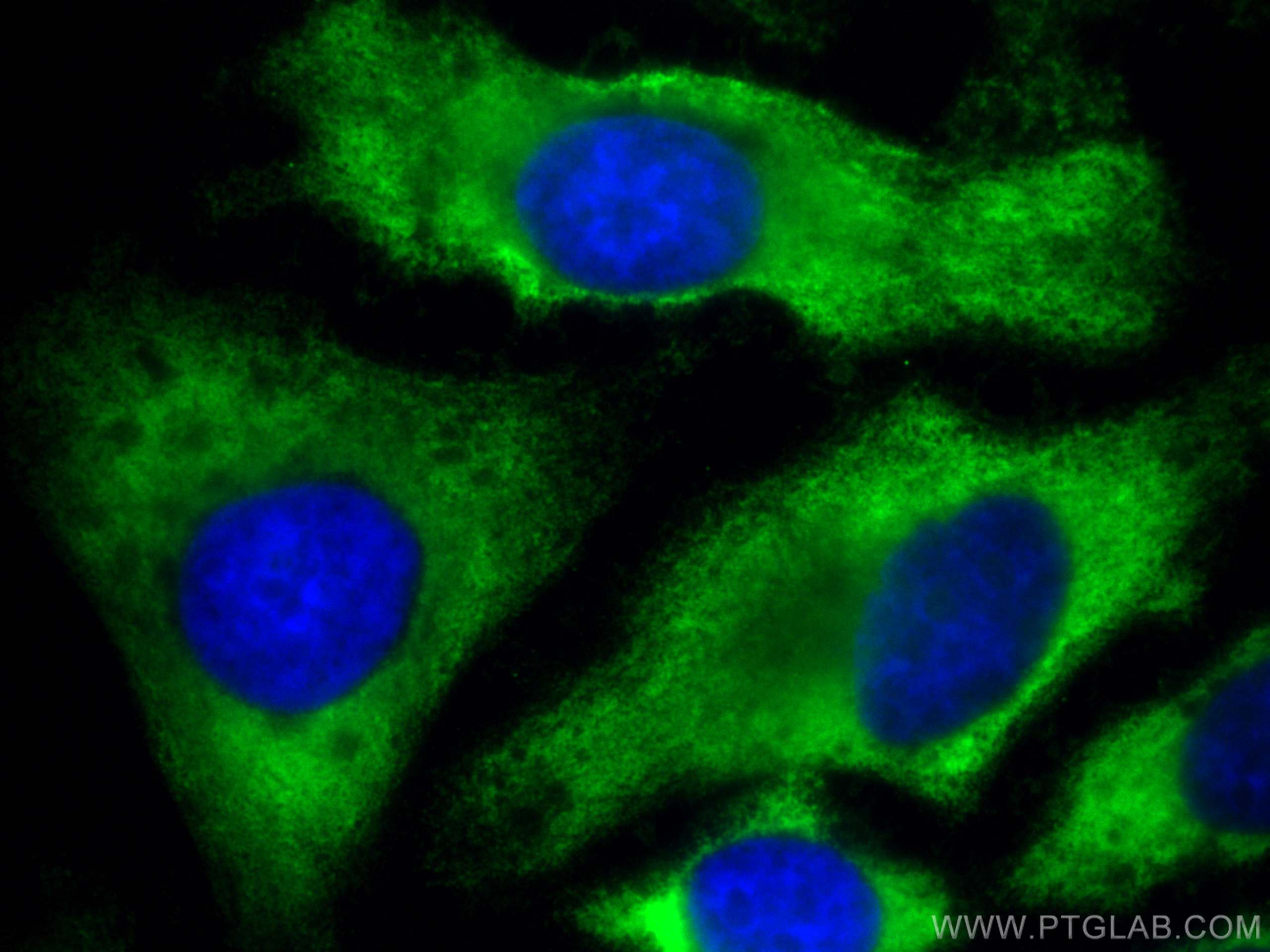 Immunofluorescence (IF) / fluorescent staining of HeLa cells using CoraLite® Plus 488-conjugated Caspase 8/p43/p18 Mo (CL488-66093)