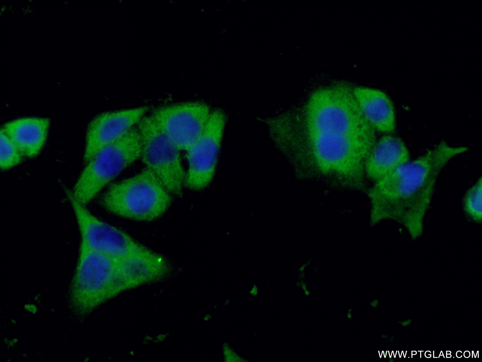 Immunofluorescence (IF) / fluorescent staining of HeLa cells using Caspase 9/p35/p10 Monoclonal antibody (66169-1-Ig)