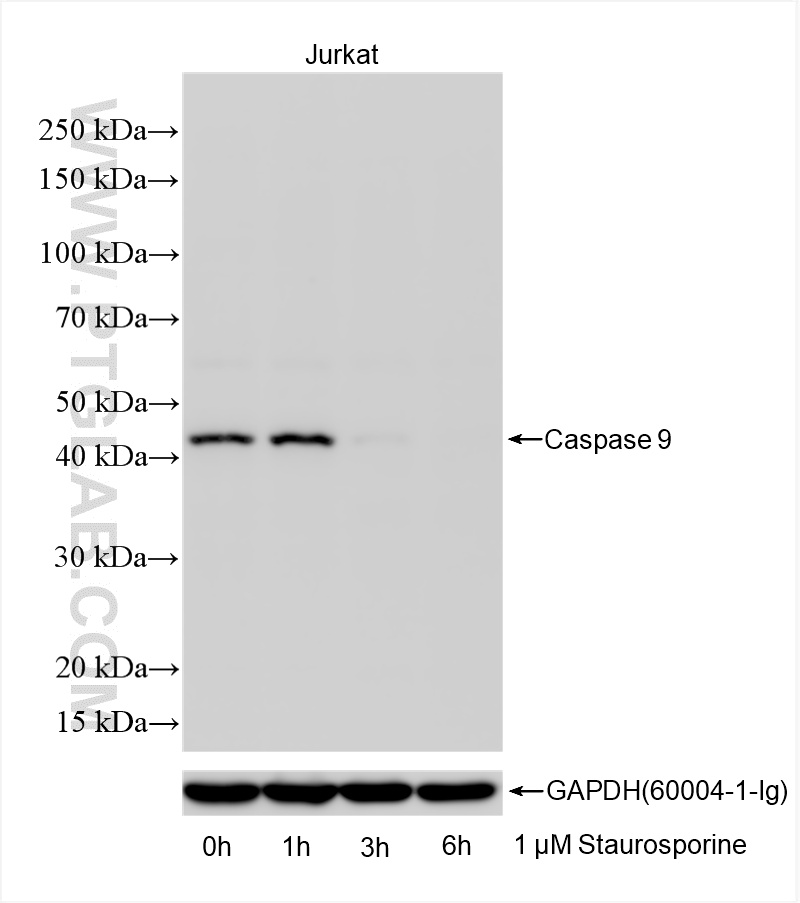 Western Blot (WB) analysis of various lysates using Caspase 9 Recombinant antibody (84949-4-RR)