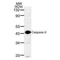 Caspase-9 pAb (Pro-form) tested by Western blot. Caspase-9 detection by Western blot. The analysis was performed using 50 ug HeLa whole-cell extract and Caspase-9 pAb (Pro-form) at a 1:1,000 dilution.