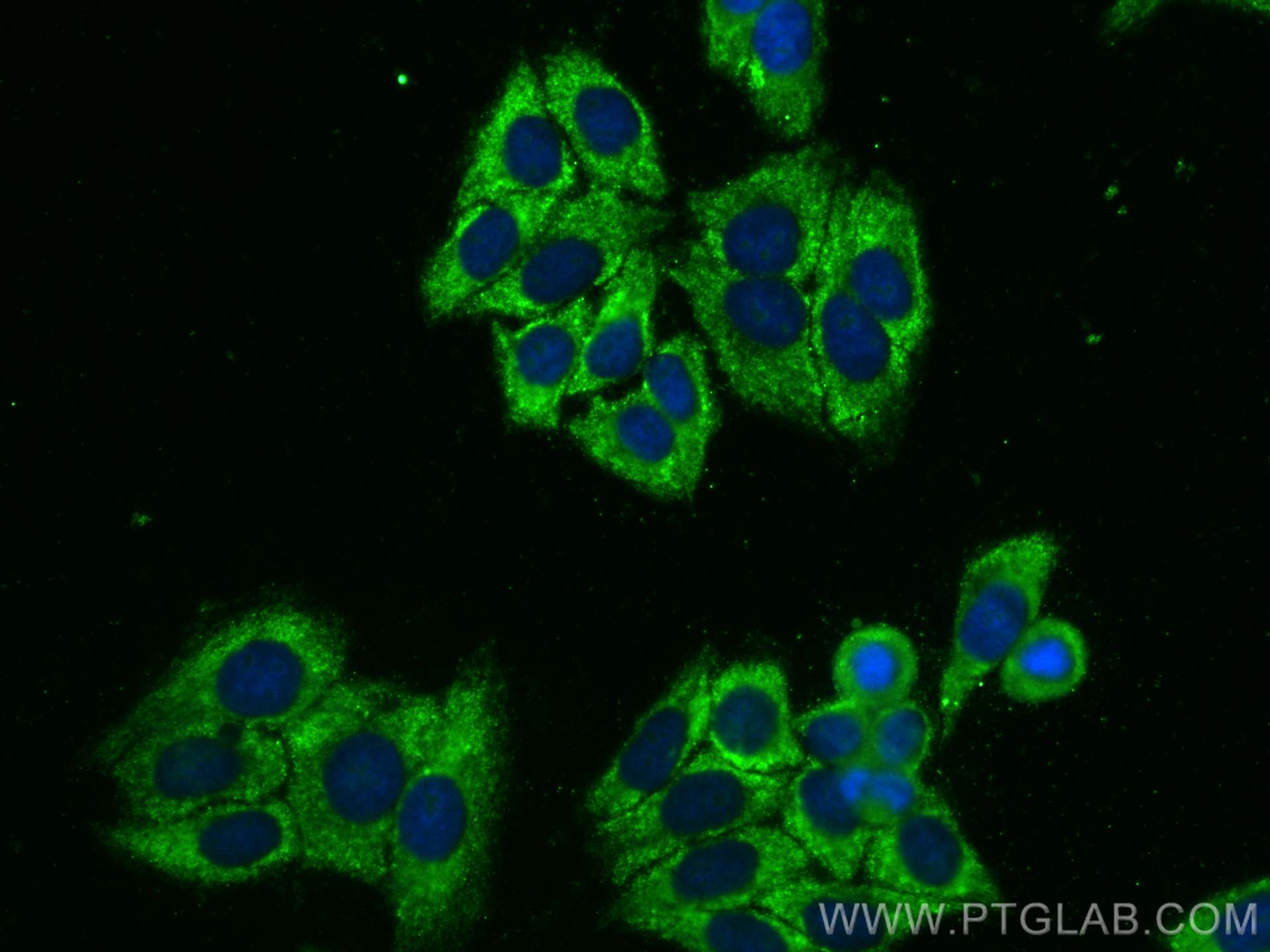 Immunofluorescence (IF) / fluorescent staining of HepG2 cells using CoraLite® Plus 488-conjugated Catalase Monoclonal  (CL488-66765)