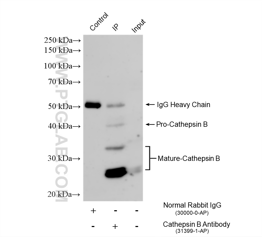 Immunoprecipitation (IP) experiment of HepG2 cells using Cathepsin B Polyclonal antibody (31399-1-AP)