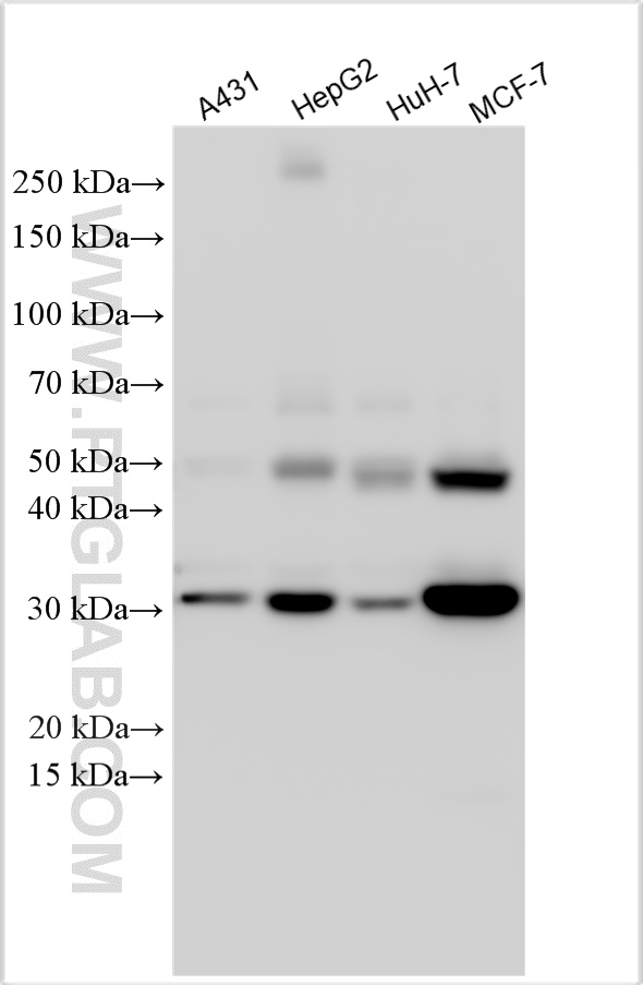 Western Blot (WB) analysis of various lysates using Cathepsin D Polyclonal antibody (31516-1-AP)